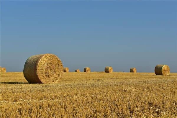 梦见稻草麦禾苗是什么意思