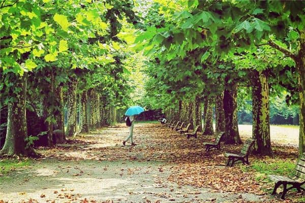 梦见梧桐树开花是什么意思