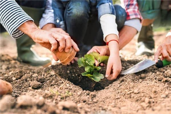 梦见移栽树苗是什么意思