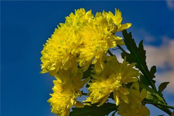 梦见女人黄菊花是什么意思