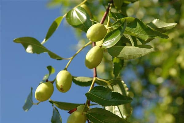 梦见女人青枣是什么意思