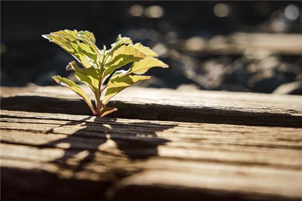 梦见树发芽是什么意思