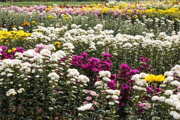 梦见菊花是什么意思