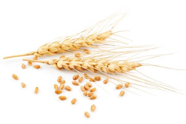 梦见一大堆小麦粒是什么意思