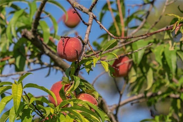 梦见桃子挂满枝头是什么意思
