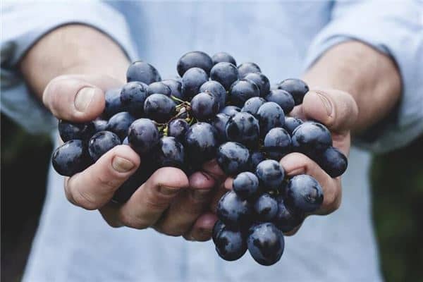 梦见吃葡萄是什么意思