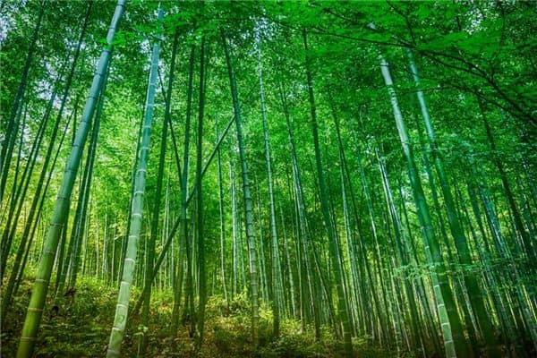 梦见自己拿刀砍竹子是什么意思