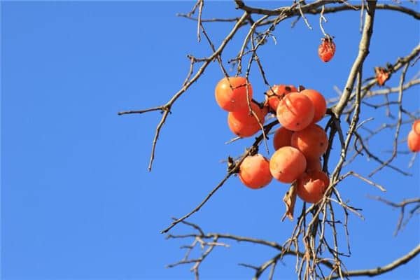 梦见柿子熟了摘柿子吃是什么意思