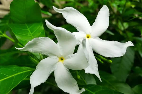 梦见摘栀子花是什么意思