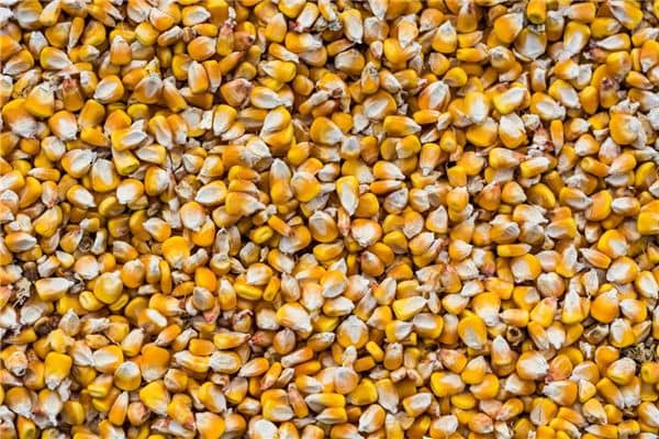 梦见金黄的玉米是什么意思