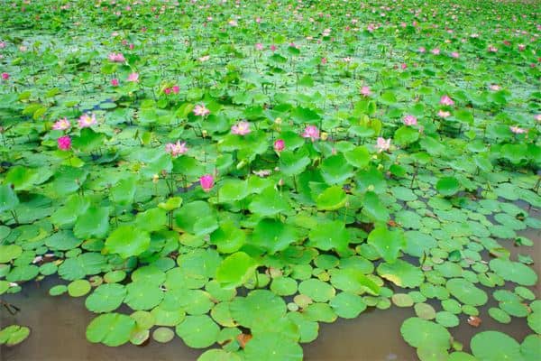 梦见漂亮的花是什么意思
