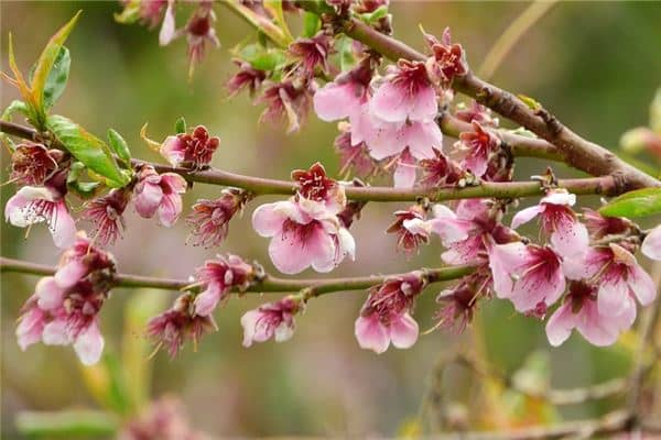 梦见女人桃树是什么意思