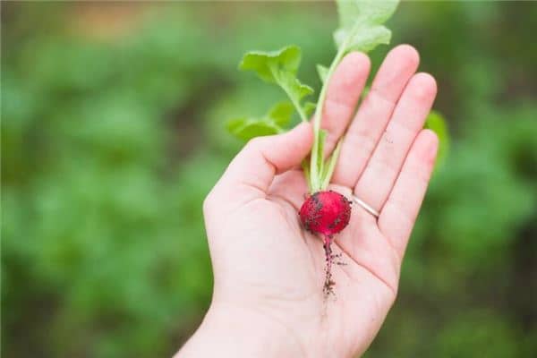 梦见拔萝卜是什么意思