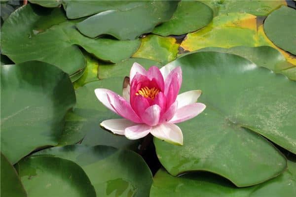 梦见莲花是什么意思