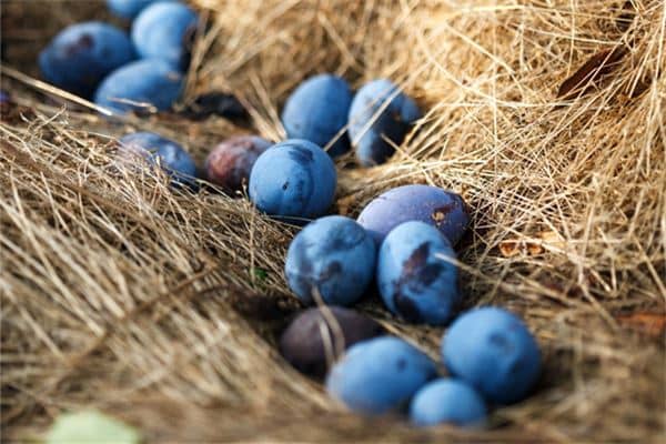 梦见李子是什么意思