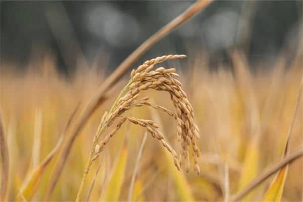 梦见成熟的稻谷是什么意思