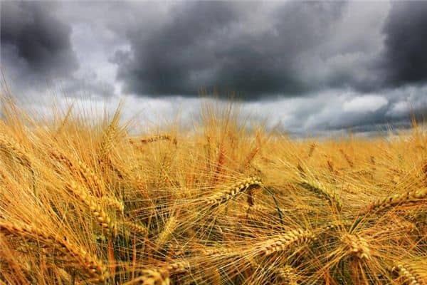 梦见收割麦子是什么意思