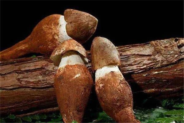 梦见鸡枞是什么意思