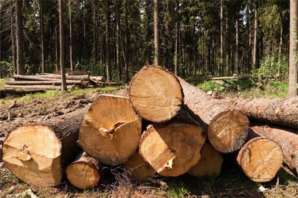 梦见伐树是什么意思