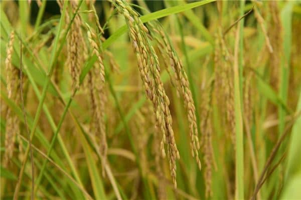 梦见谷穗是什么意思