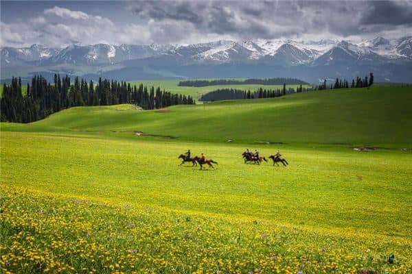 梦见草原草好绿是什么意思