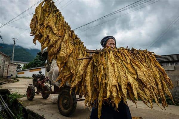 梦见烤干的烟叶是什么意思