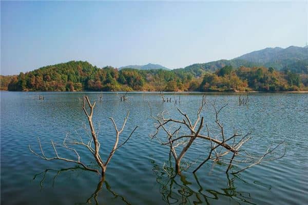 梦见女人树枝断了是什么意思