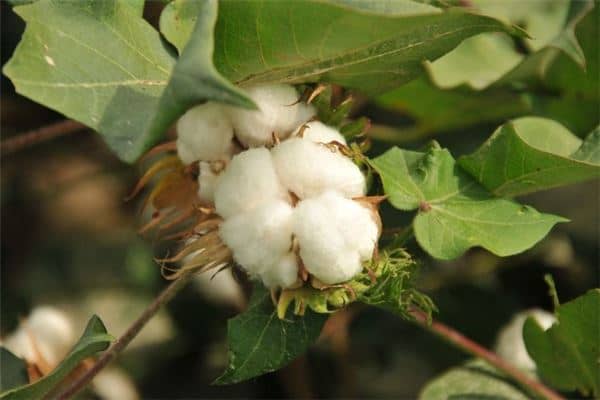 梦见棉花开的雪白是什么意思