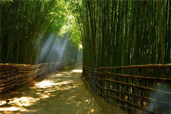 梦见竹子是什么意思