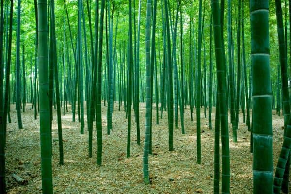 梦见竹子被砍断了是什么意思