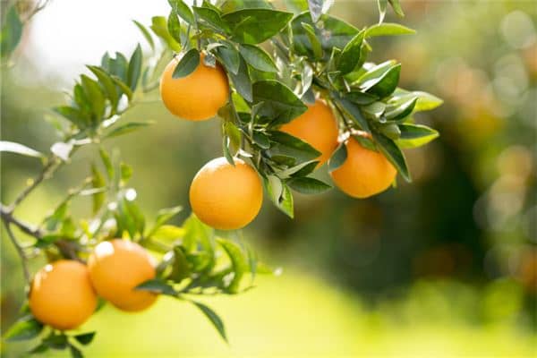 梦见吃桔子是什么意思