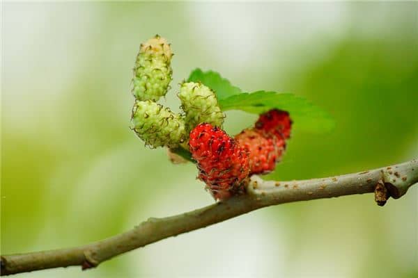 梦见吃桑葚是什么意思