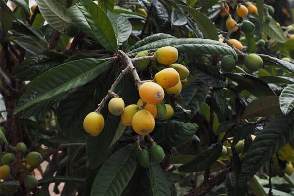 梦见枇杷树结很多果是什么意思