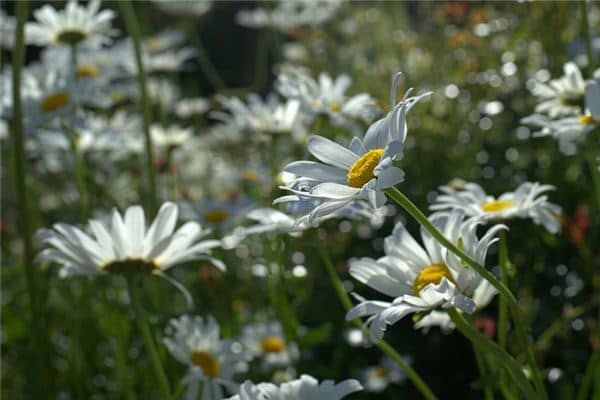 梦见孕妇花是什么意思