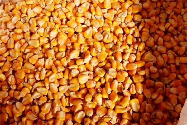 梦见玉米粒是什么意思