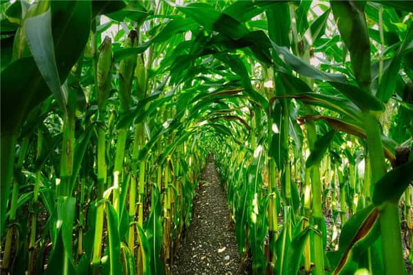 梦见玉米杆是什么意思