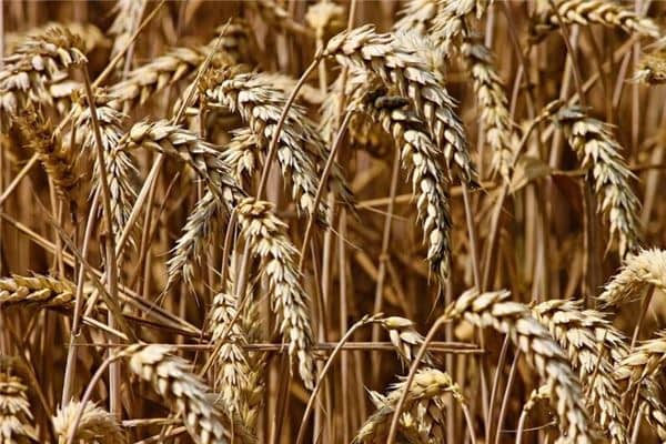 梦见粮食是什么意思