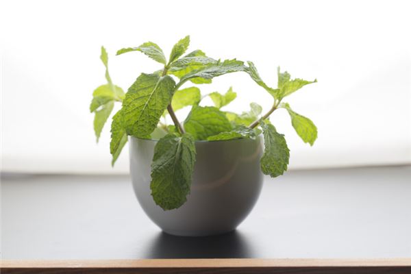 梦见花盆是什么意思