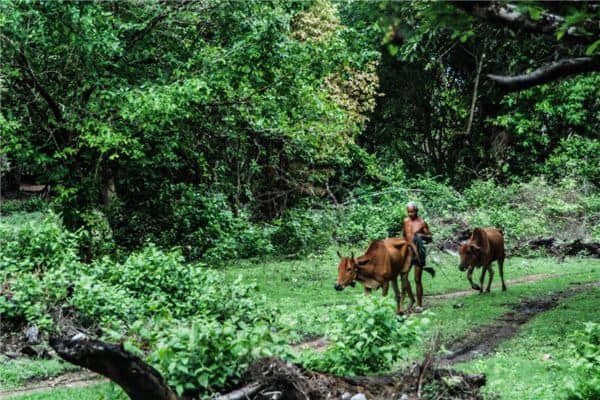 梦见牛屎是什么意思