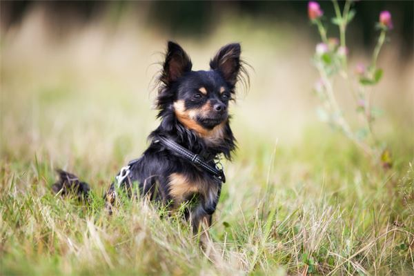 梦见狗屎是什么意思