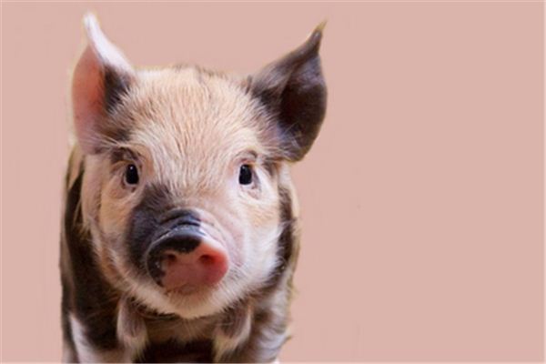 梦见煮熟的猪头是什么意思