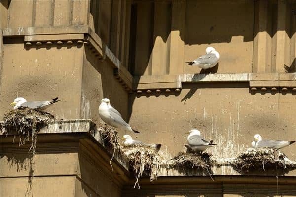 梦见鸟屎是什么意思