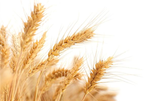 梦见麦粒成堆是什么意思