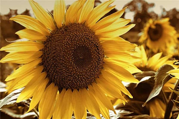 梦见葵花盘是什么意思