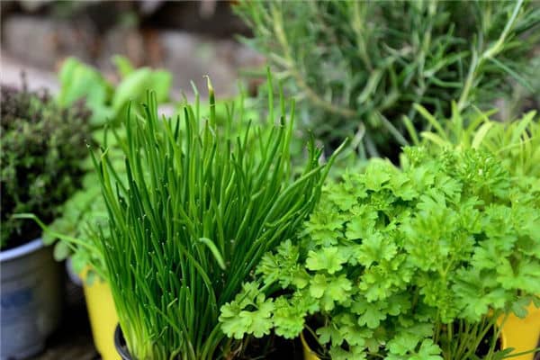 梦见割韭菜是什么意思