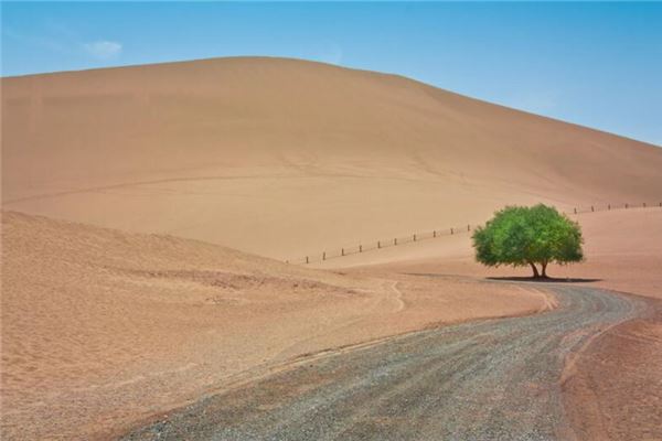 梦见和别人一起栽树是什么意思