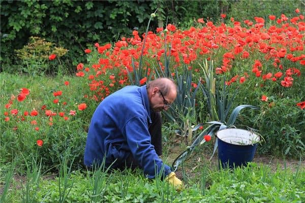 梦见拔草是什么意思