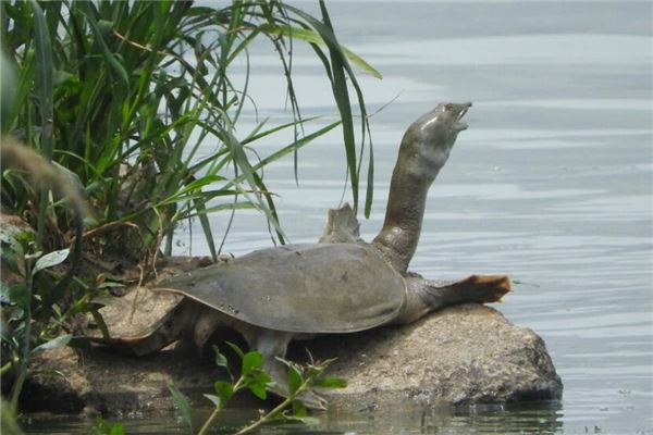 梦见男人抓甲鱼是什么意思