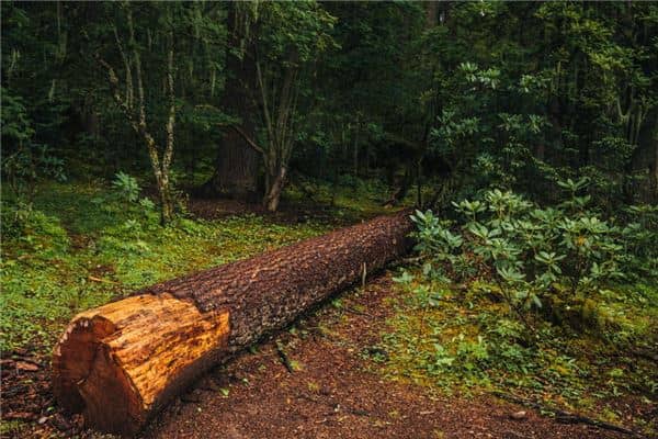 梦见砍树是什么意思