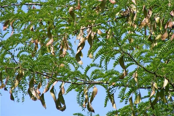 梦见摘梅豆角是什么意思